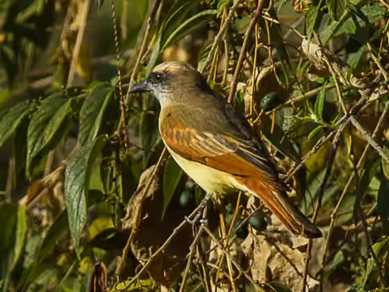 Dokumentasi Myiodynastes bairdii