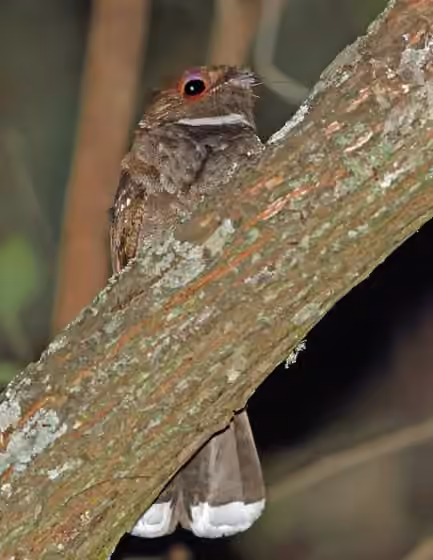 Dokumentasi Nyctiphrynus mcleodii