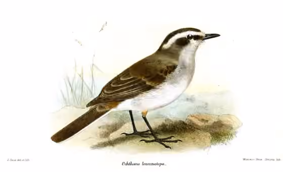 Ilustrasi Ochthoeca leucophrys