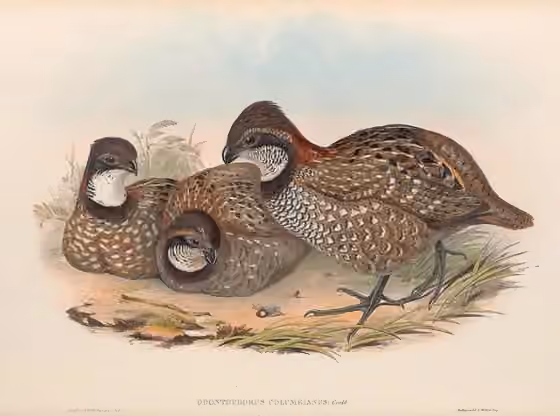 Ilustrasi Odontophorus columbianus