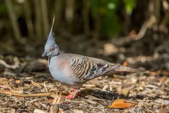 Dokumentasi Ocyphaps lophotes