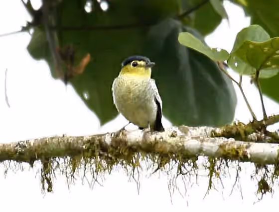 Dokumentasi Pachyramphus versicolor