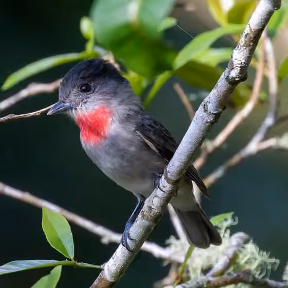 Dokumentasi Pachyramphus aglaiae