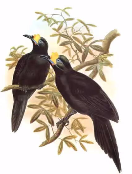 Ilustrasi dokumenter Paradigalla carunculata pada pelat dengan beberapa figur burung