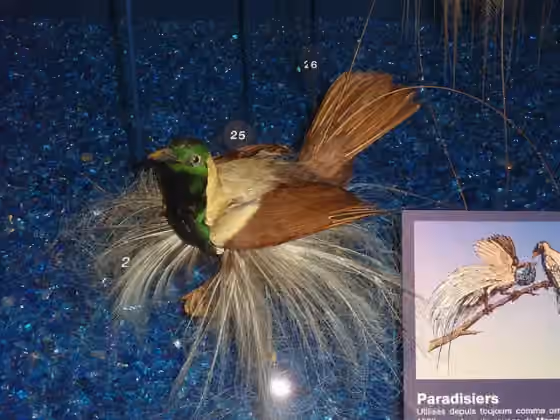 Dokumentasi Paradisaea guilielmi