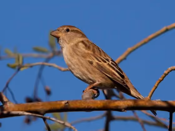 Dokumentasi Passer hispaniolensis
