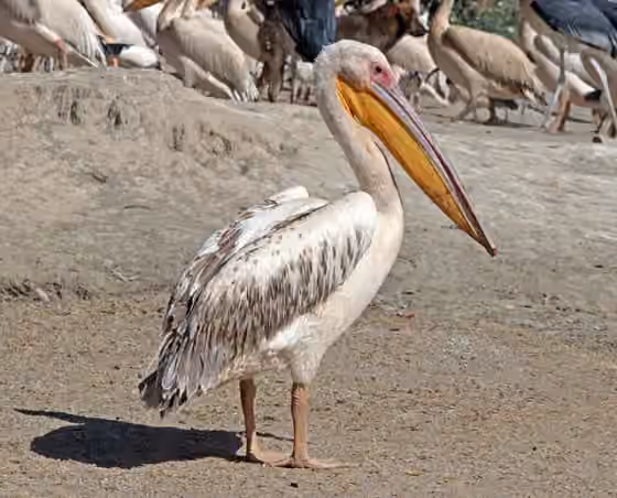 Dokumentasi Pelecanus onocrotalus