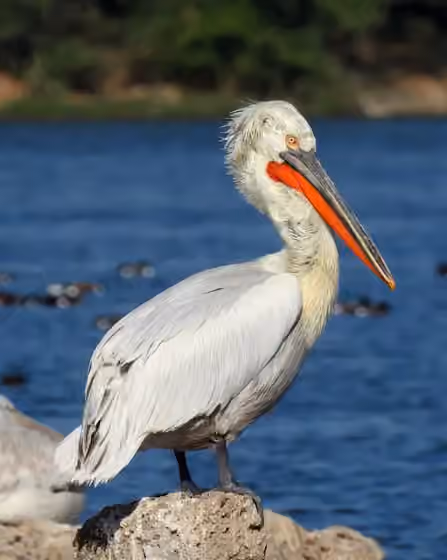 Dokumentasi Pelecanus crispus