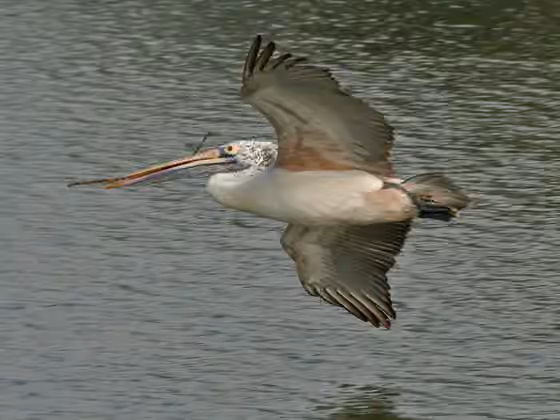 Dokumentasi Pelecanus philippensis