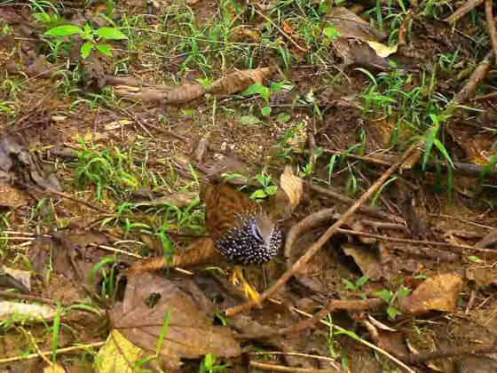 Dokumentasi Peliperdix lathami