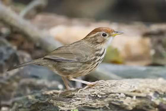 Dokumentasi Pellorneum ruficeps