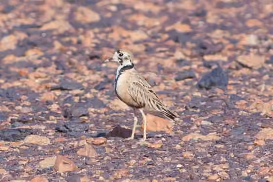 Dokumentasi Peltohyas australis