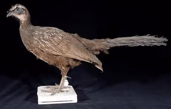 Spesimen museum Penelope jacucaca