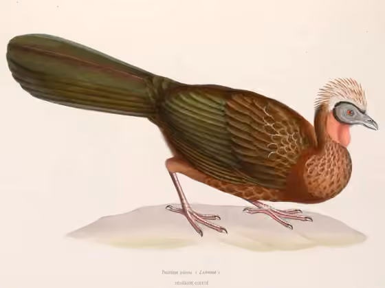 Ilustrasi Penelope pileata