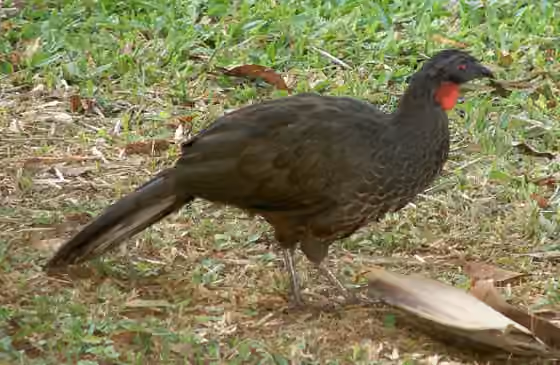 Dokumentasi Penelope superciliaris