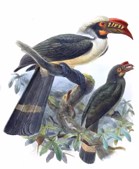 Ilustrasi Penelopides manillae