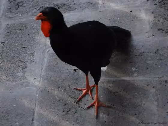 Dokumentasi Penelopina nigra