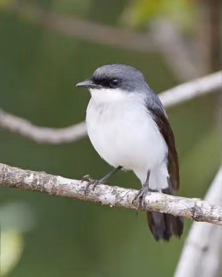 Dokumentasi Peneoenanthe pulverulenta