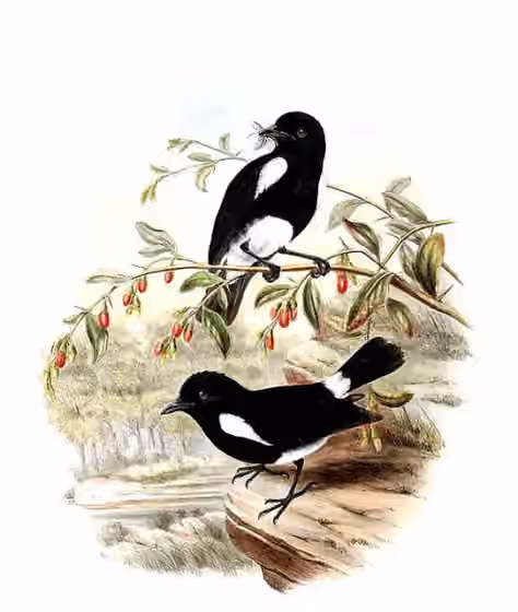 Ilustrasi Peneothello bimaculata