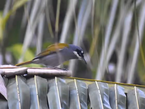 Dokumentasi Phaenicophilus poliocephalus