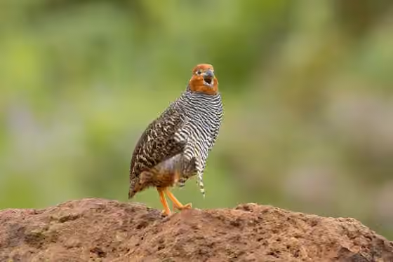 Dokumentasi Perdicula asiatica