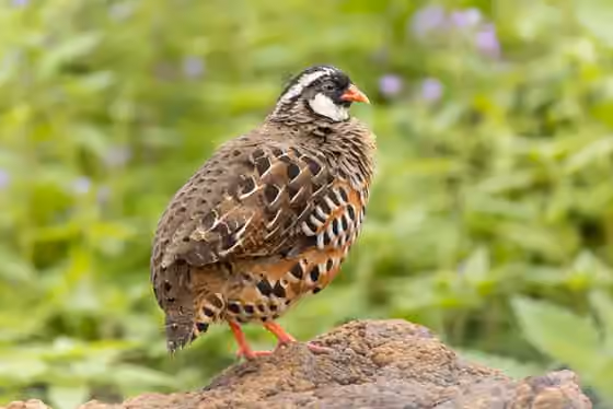 Dokumentasi Perdicula erythrorhyncha
