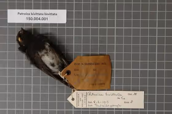 Spesimen museum Petroica bivittata