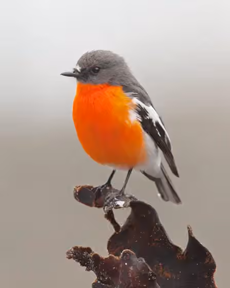 Dokumentasi Petroica phoenicea