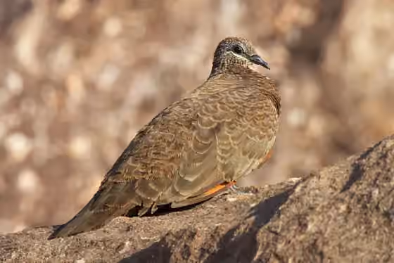 Dokumentasi Petrophassa rufipennis
