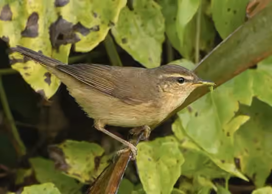 Dokumentasi Phylloscopus fuscatus