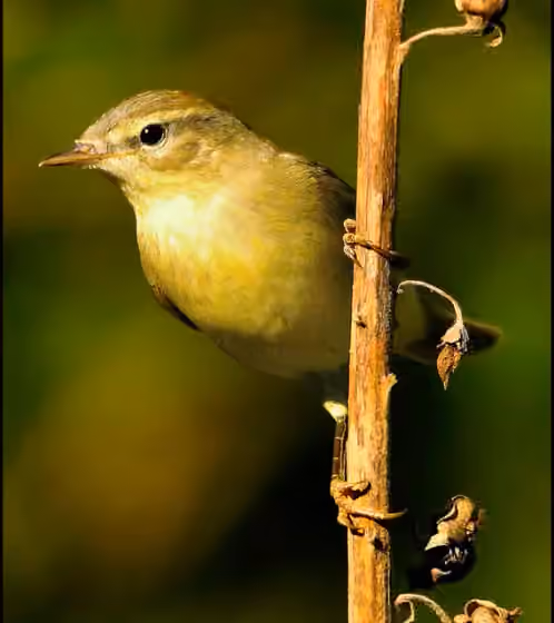 Dokumentasi Phylloscopus ibericus