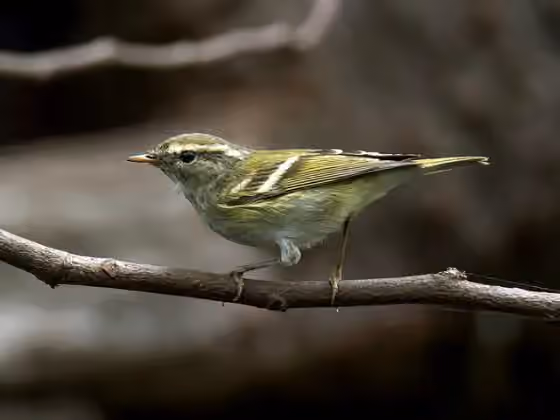 Dokumentasi Phylloscopus inornatus