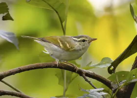 Dokumentasi Phylloscopus reguloides