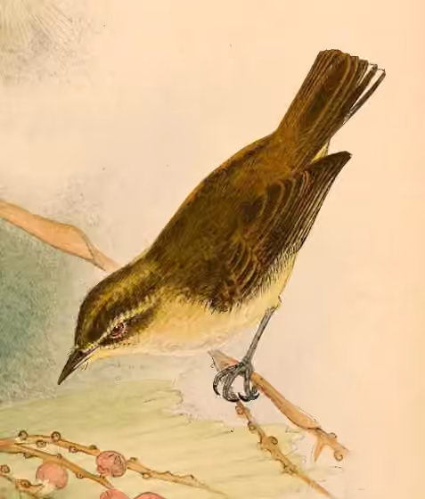 Ilustrasi dokumenter Phylloscopus sarasinorum