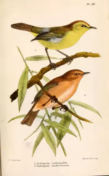 Ilustrasi Phylloscopus umbrovirens pada burung nomor 2 di bawah; burung nomor 1 di atas merupakan spesies lain.