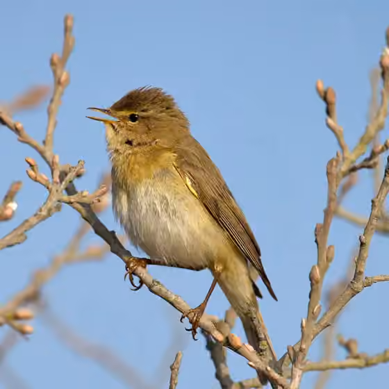 Dokumentasi Phylloscopus trochilus