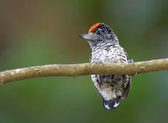 Dokumentasi Picumnus spilogaster