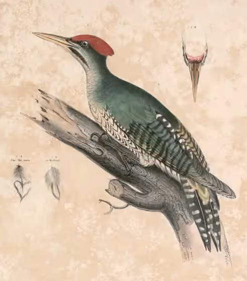 Ilustrasi Picus viridanus