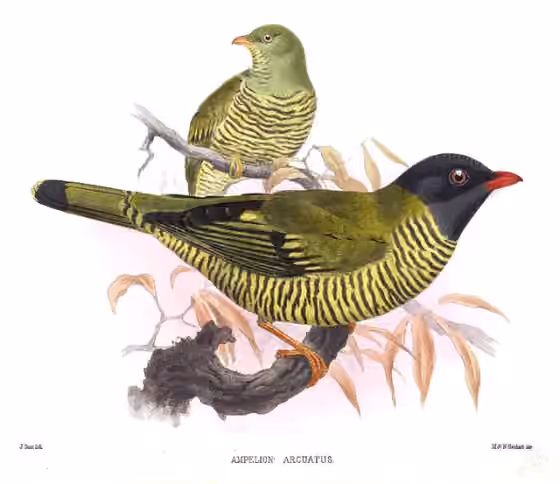 Ilustrasi Pipreola arcuata