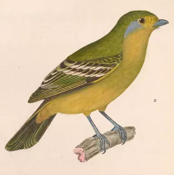 Ilustrasi dokumenter Piprites chloris