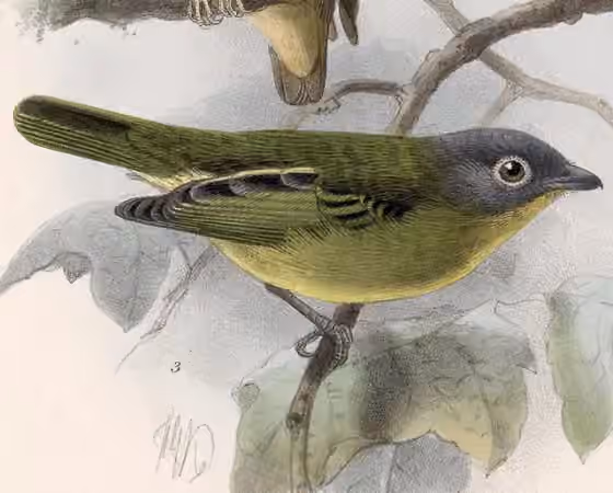 Ilustrasi dokumenter Piprites griseiceps dengan bagian figur lain pada pelat