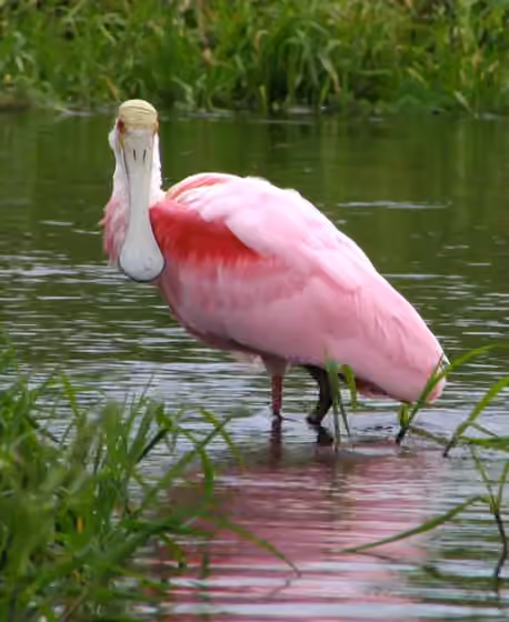 Dokumentasi Platalea ajaja