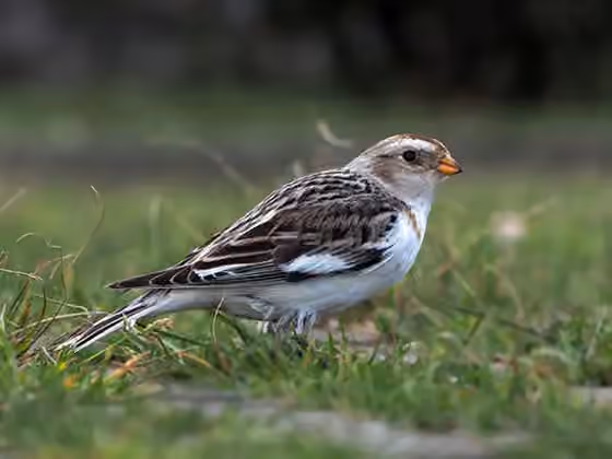 Dokumentasi Plectrophenax nivalis