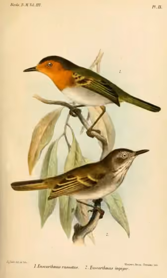 Ilustrasi Poecilotriccus russatus pada burung nomor 1 di atas; burung nomor 2 di bawah merupakan takson lain.