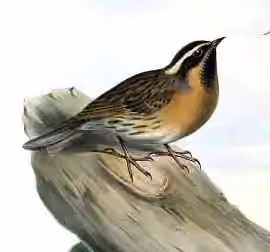 Ilustrasi Prunella atrogularis