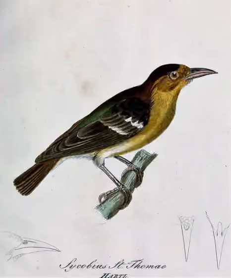 Ilustrasi dokumenter Ploceus sanctithomae