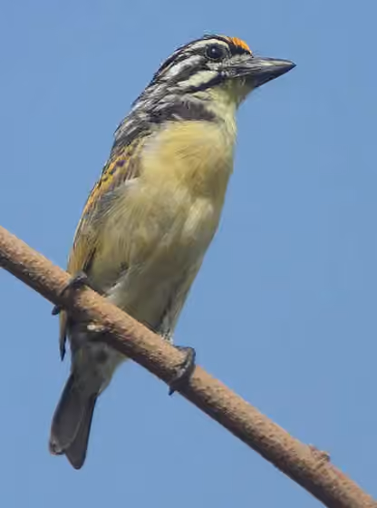 Dokumentasi Pogoniulus chrysoconus