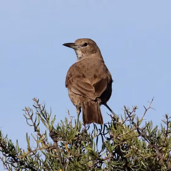 Dokumentasi Pseudoseisura gutturalis