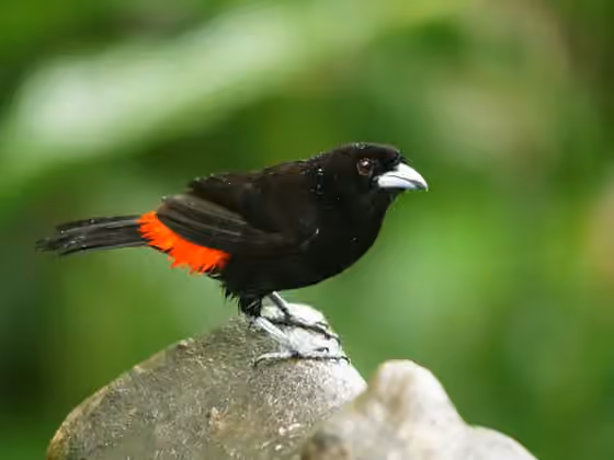 Dokumentasi Ramphocelus passerinii