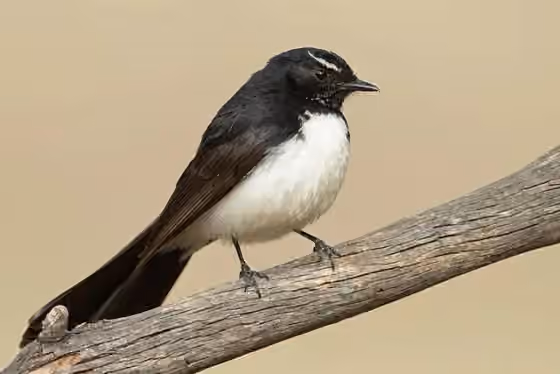 Dokumentasi Rhipidura leucophrys